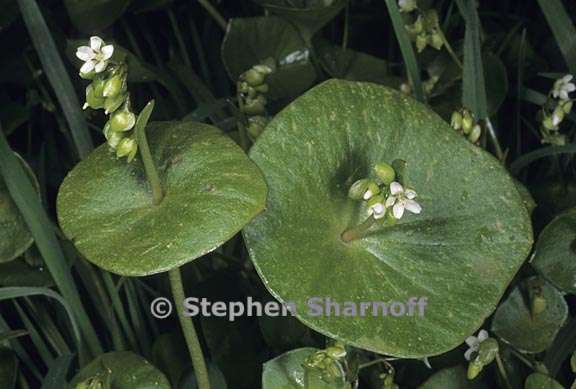 claytonia perfoliata 3 graphic